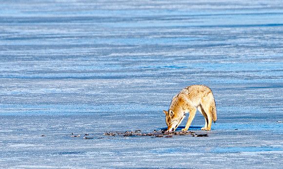 Coyote-7345-7345