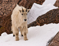Mountain Goats