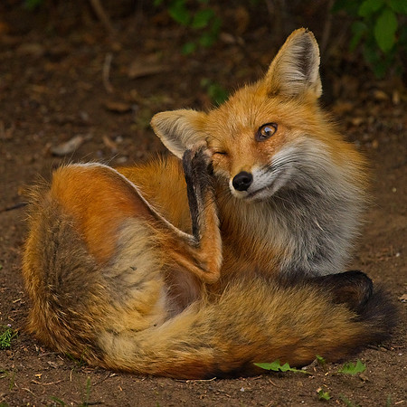 _JAY3219_Export
