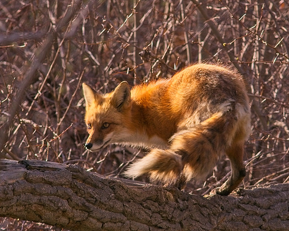 DSC03946_Export