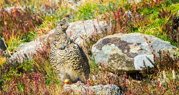 Ptarmigan-5285-1