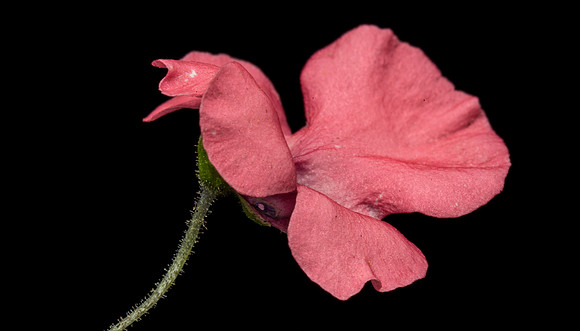 Floral Macro-06172