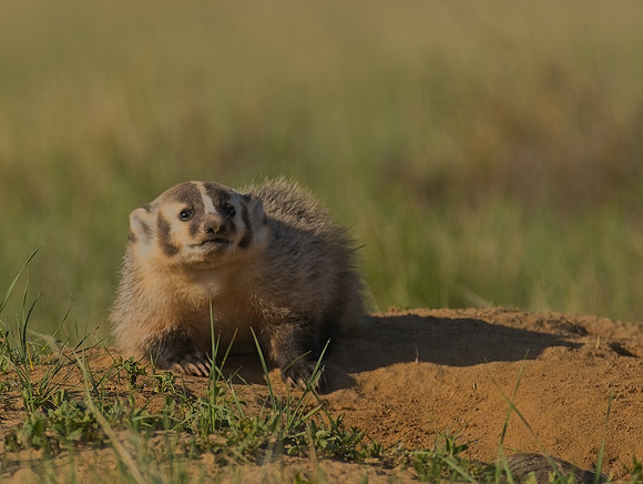 Badger-00144