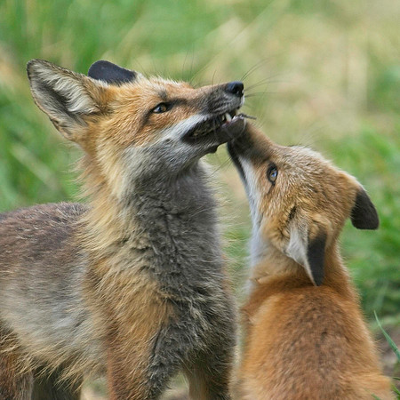 Fox Kits-0244