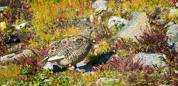 Ptarmigan-4933-1