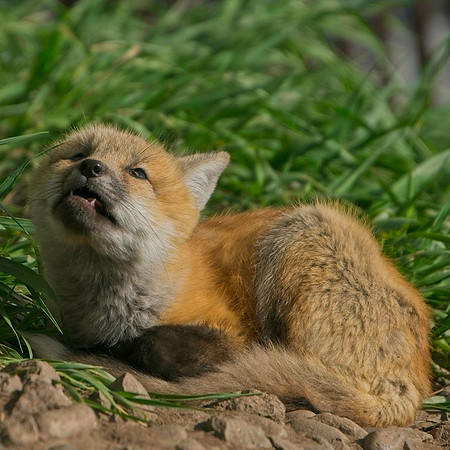 Fox Kits-8283
