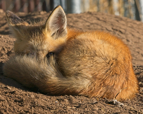 Fox Kit-7315