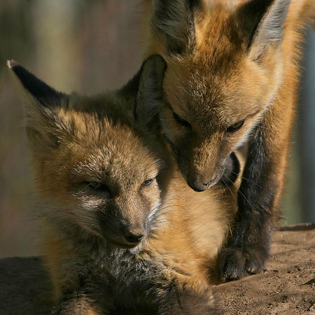 Fox Kits-8023