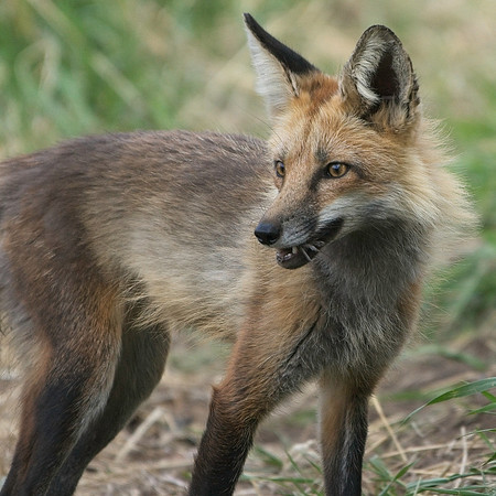Fox Kits-0234