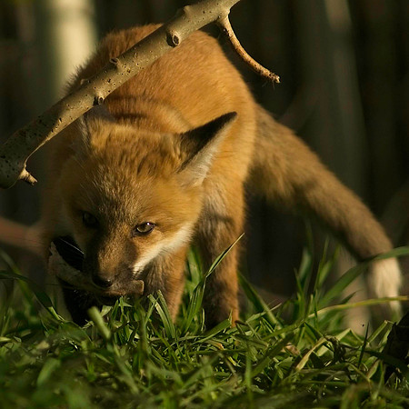 Fox Kits-6502