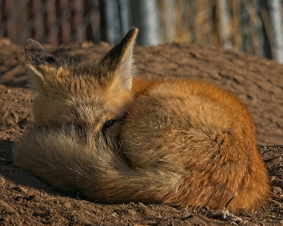 Fox Kit-7328_Export