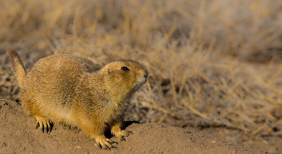 Prairie Dog-1883