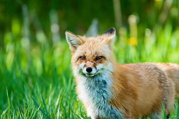 Red Fox-4108