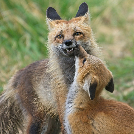 Fox Kits-0246