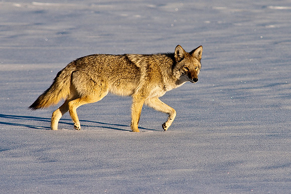 Coyote-8217.jpg