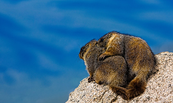 Baby Marmots-3113-3113