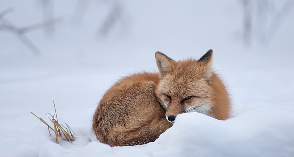 Snow Grumpy-7395