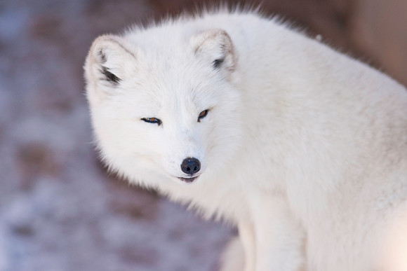 Arctic Fox-9354.jpg