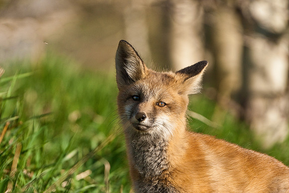 Fox Kit-4656