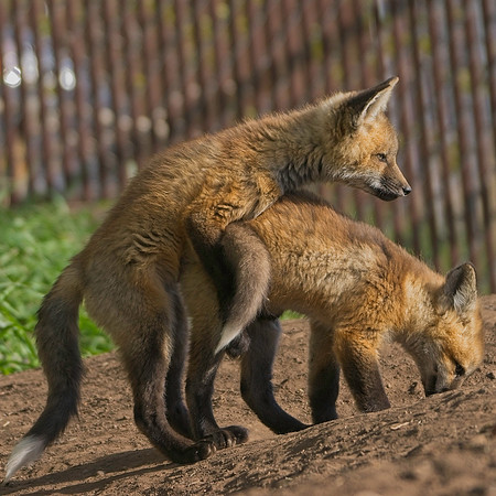 Fox Kits-8492