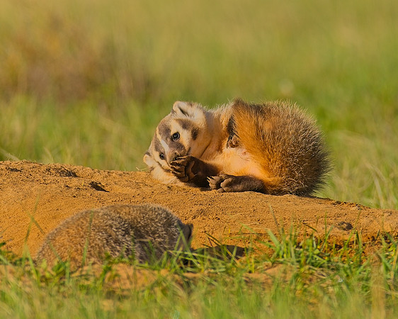 Badger-00252