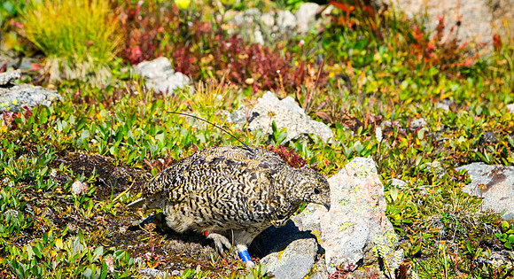 Ptarmigan-5075-1